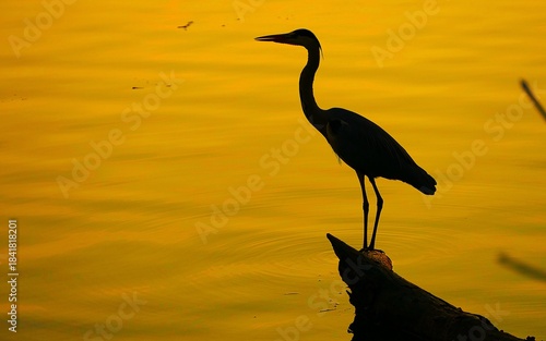  A heron bird standing on the branch trunk in the peaceful lake with reflection in the golden sunset, bird silhouette background, water birds 