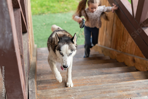 Caucasian female child climbing stairs with husky dog outdoors