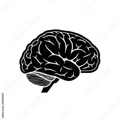 Anatomy of the Mind: A detailed illustration captures the intricate structure of the brain. Featuring the cerebral hemispheres and cerebellum.