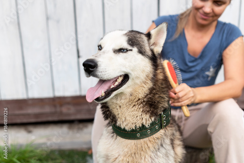Smiling husky being brushed by caucasian female adult outdoors