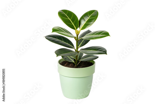 A healthy, vibrant green ficus elastica plant, commonly known as a rubber plant, growing in a light mint-green pot against a plain white background