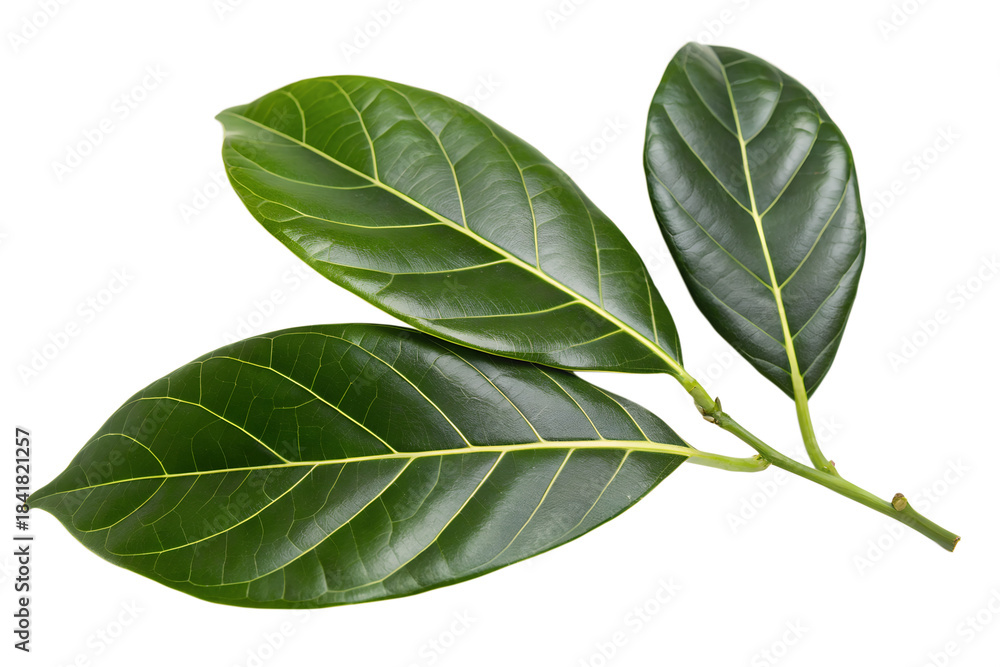 Obraz premium Fresh vibrant green tropical leaves from a fruit tree, isolated on a clean white background, showcasing natural organic foliage detail