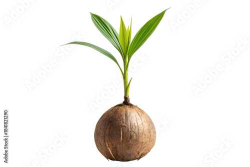 Tiny coconut seedling sprouting with vibrant green leaves emerging from a mature coconut, isolated on a clean white background