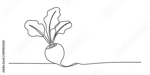 A single continuous line drawing of a beet or radish on a white background Vector, illustration