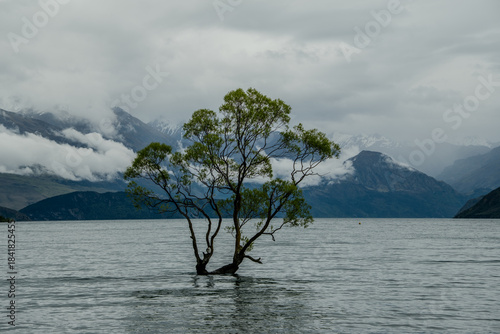 Konstfotografi tree on the lake with mountains in Wanaka