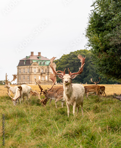 Photos White albino deer in front of Eremitageslottet (castle)