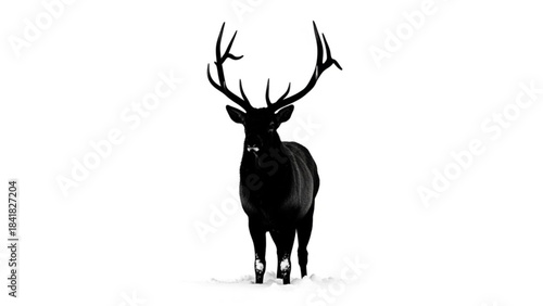 A large black deer with antlers standing isolated on in the snow