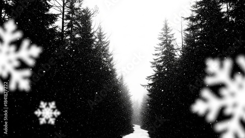 Snow falling on a forest road with evergreen trees on both sides in black and white
