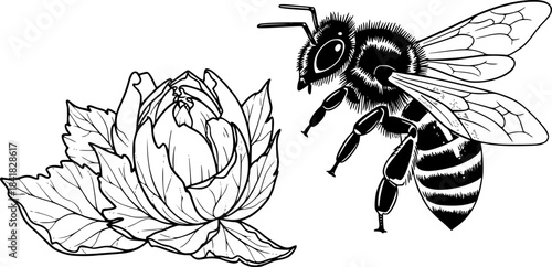 Honeybee | Black and White Vector illustration
