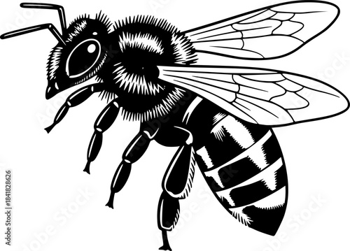 Honeybee | Black and White Vector illustration
