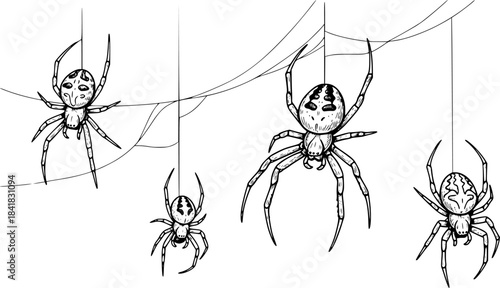 Hand drawn vector illustration of four distinct spiders suspended on threads in varying sizes and poses
