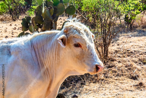 Cows grazing in dry meadow of Monte Escobedo Zacatecas 