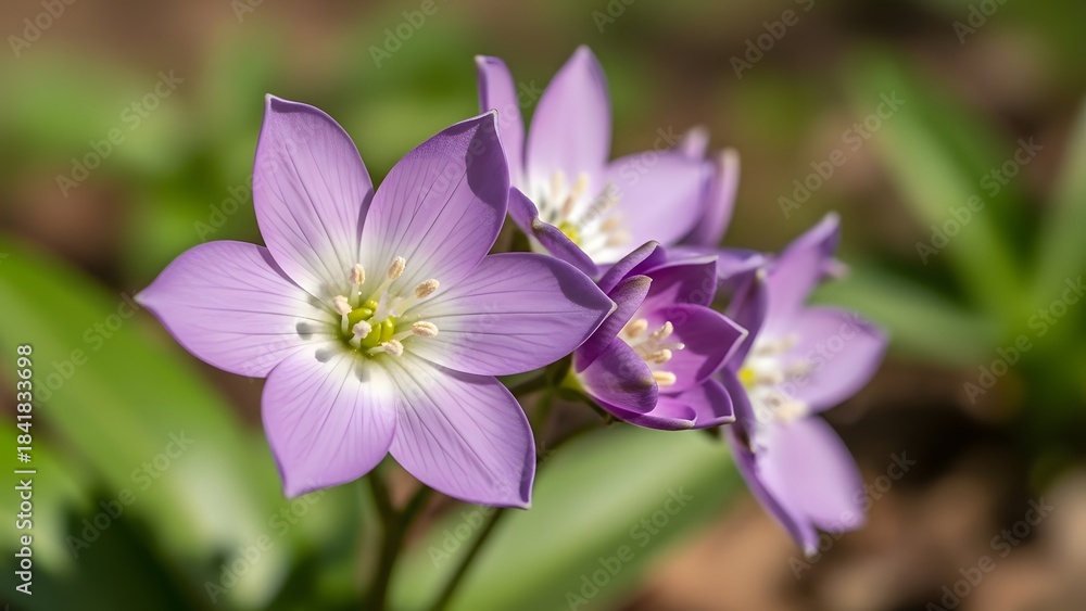 Fototapeta premium Delicate lavender columbine flowers blooming in a natural meadow setting