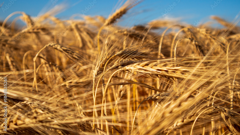 Fototapeta premium Wheat Field Under Clear Blue Sky
