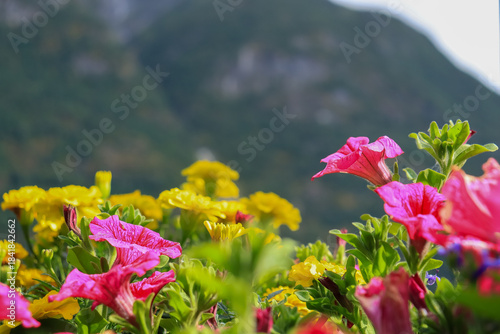 flowers in the garden