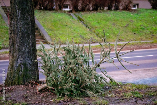 Billede på lærred A discarded Serbian spruce (Picea omorika) that was used as a Christmas tree
