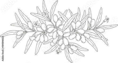 Olive branch illustration, botanical sketch, fruit cluster drawing, leaf detail, floral line art, nature vector, cad drawing flat vector illustration