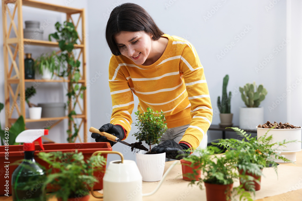 Obraz premium Woman transplanting houseplant into pot at wooden table indoors