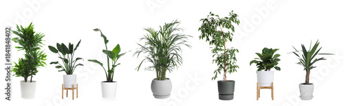 Vászonkép Collection of house plants in pots isolated on white