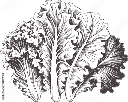 Black and white detailed line of curly leafy greens