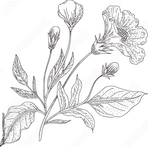 Black and white hand drawn botanical with buds and leaves