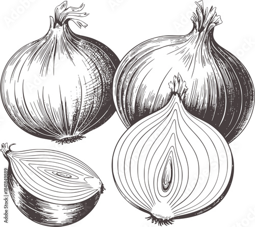 Black and white hand drawn onions whole and halved