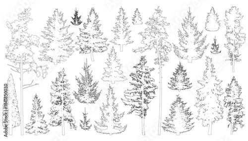 Contours of coniferous trees. Set of spruce and pine trees. Vector illustration
