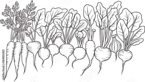 Black and white line of various root vegetables with leaves