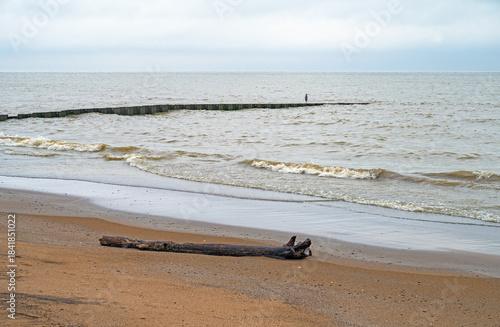 Heron on a Lonely Lakeshore Beach