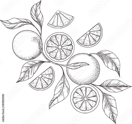 Detailed black and white line of whole and sliced oranges with leaves