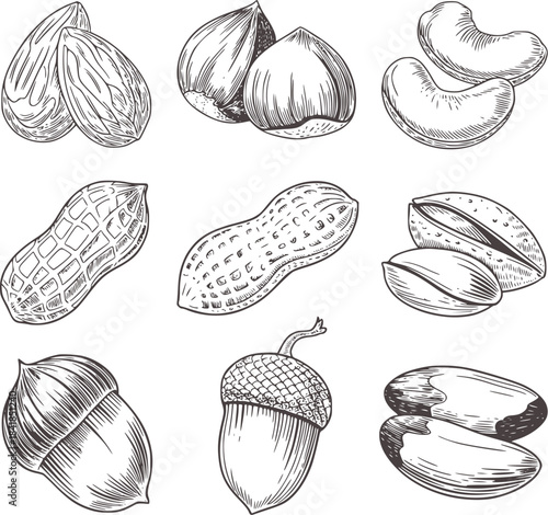 Hand drawn black and white botanical assortment of nuts and seeds