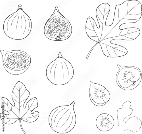 Minimalist black and white line of figs and fig leaves