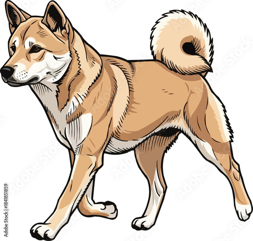 Korean Jindo Dog walking trotting gait elegant movement