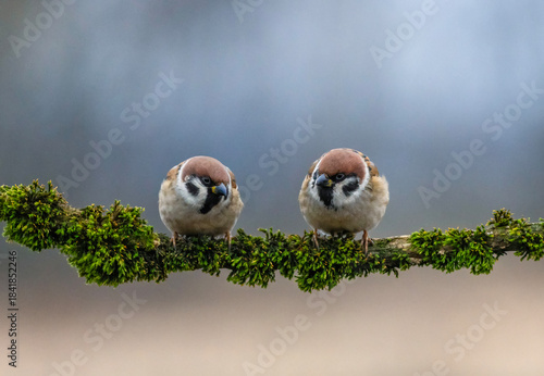 Two little funny sparrow birds sitting on a branch in a winter park and looki...