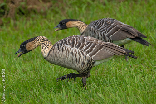Nene (Branta sandvicensis) Geese on Kauai, HI