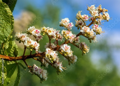 horse chestnut flower in latin Aesculus hippocastanum