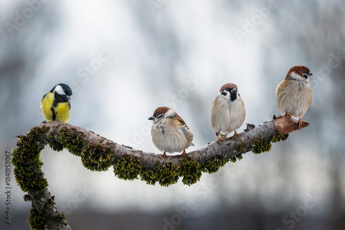 A group of small funny birds sparrows and a titmouse are sitting on a branch ...