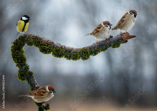 group of small funny birds sparrows and a titmouse sitting on a branch in a w...