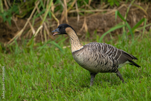 Nene (Branta sandvicensis) Goose on Kauai, HI