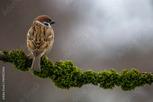Little funny bird sparrow sitting on a mossy branch in a winter park