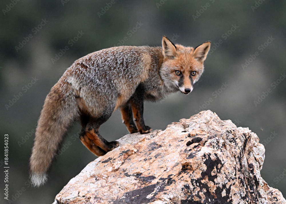 Naklejka premium A red fox in the mountain