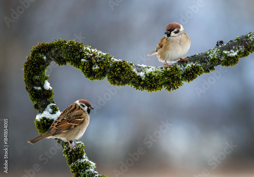 a pair of sparrow birds sitting on a branch with moss in a winter garden