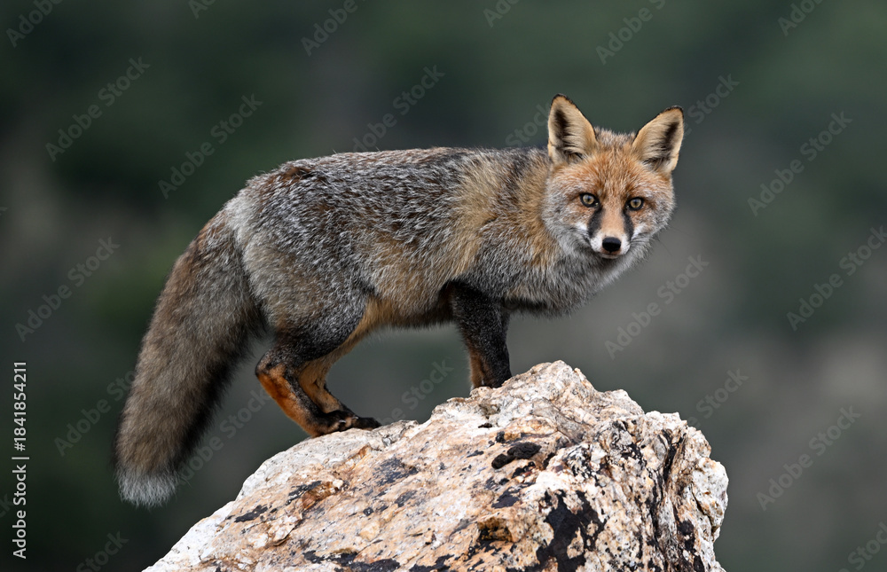 Obraz premium a beautiful red fox in the mountain