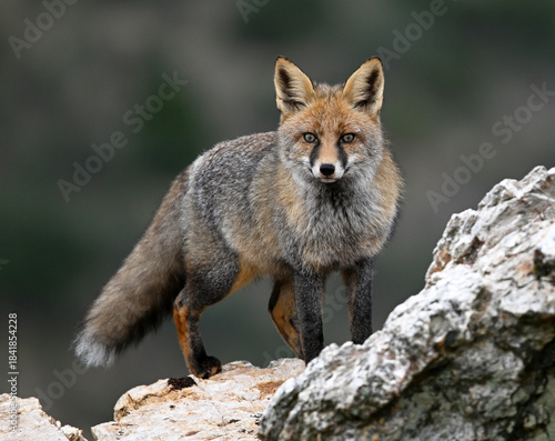 a beautiful red fox in the mountain