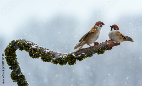 a pair of small funny sparrow birds sitting on a mossy branch in a winter park