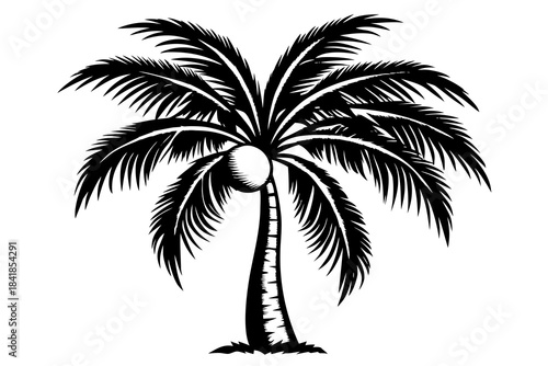 coconut tree white background linocut design vector illustration