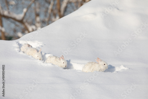 group of white hares running along  snowy path