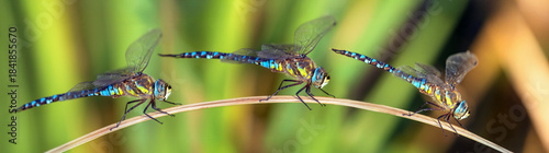 Migrant hawker dragonfly in latin Aeshna mixta insect