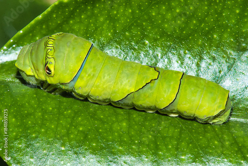 green caterpillar on a leaf