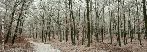 Frost-covered woodland stretching along winding winter path, gentle browns blending with icy branches while calm silence fills cold forest landscape. Captured in Czech, Europe